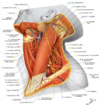 Şekil 1.4: M. Sternokleidomastoideus(SKM)   2.1.3.2. Ligamentler 