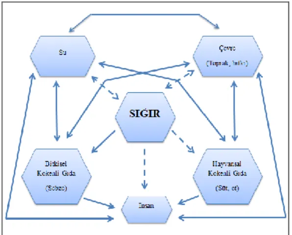 Şekil 2.5: MAP’ın dağılım ve iletimleri (Hammer, 2003) 