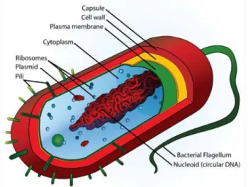 Şekil 2.4.E.coli (www. msxlaps.org. )  2.4.3.K. pneumoniae 