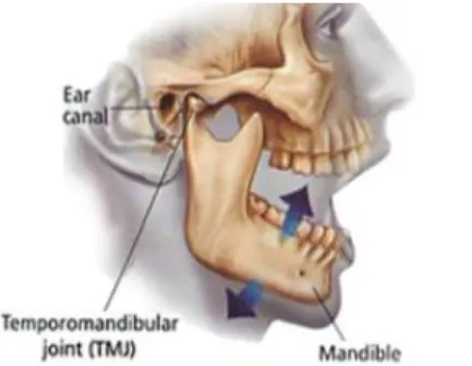 Şekil 1: Temporomandibular Eklem ve Mandibula