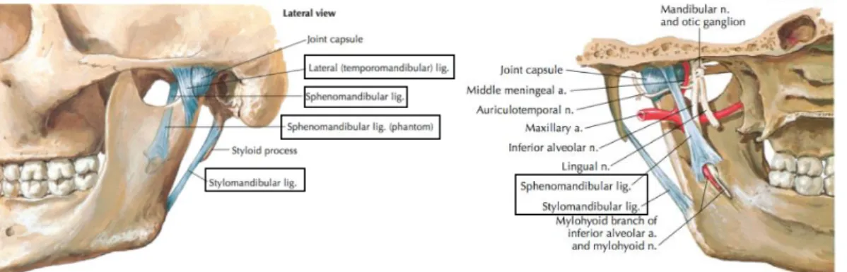 Şekil 4. TME ligamentleri 