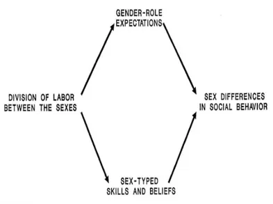 Figure 2.5: A social-role theory of sex differences in social behaviors.  Citation: Eagly, A