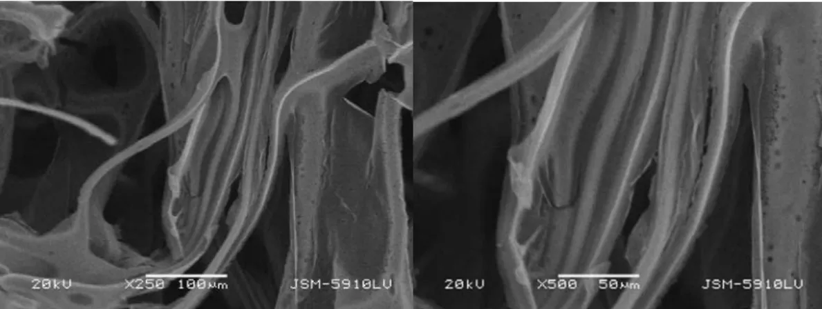 Figure 6. Cross-sectional SEM images of PU foam with cotton fiber additives (PUC). Magnification 250 and 500 x