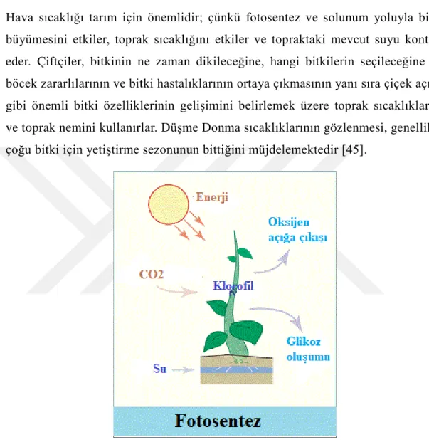 Şekil 2.1: Sıcaklığın biyo-kimyasal reaksiyonları ve bitki büyüme hızına etkisi[44,45]  Sıcaklık, fotosentezin tüm biyokimyasal reaksiyonlarını etkiler