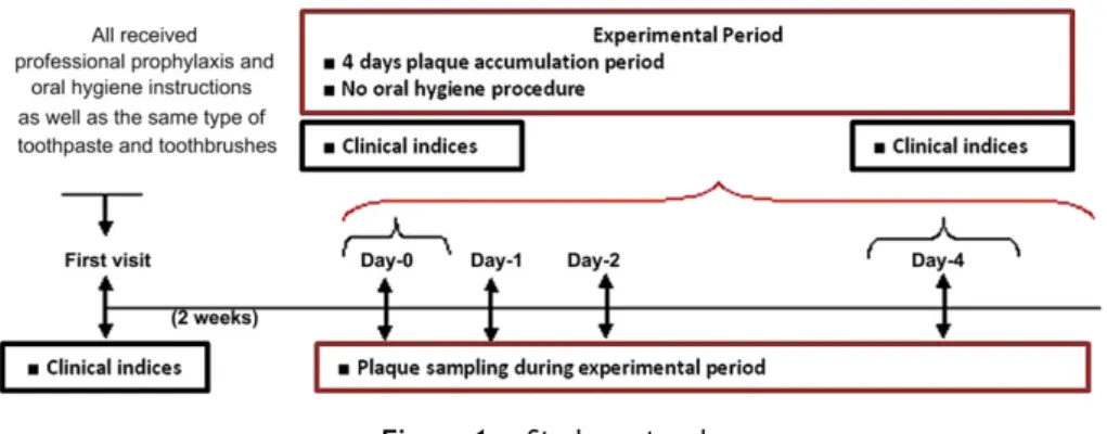 Figure 1 Study protocol.