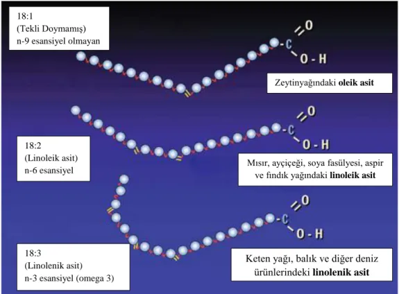 Şekil 2.5: Bazı Doymamış Yağ Asitleri ve Bunların Gıda Kaynakları (Özpınar, 2011)  Doymamış  yağ  asitleri  de  çift  bağ  kimyasal  yapısına  göre  Cis  ve  Trans  olarak  iki  farklı  formda  oluşabilmektedir