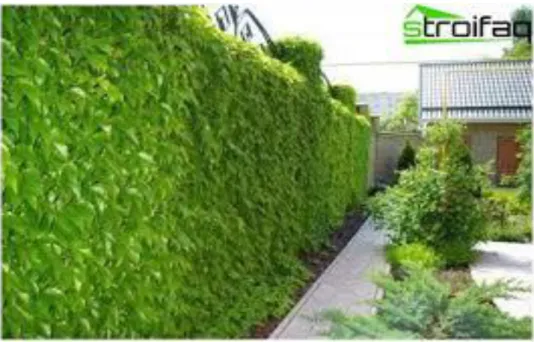 ġekil 3.15: Dikey bahçede sarmaĢık bitki uygulamasına örnek [URL15]  3.2.5 Metal çit bitkilendirme sistemi 