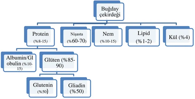 Şekil 1.1: Buğdaydaki Bileşenlerin Dağılımı 