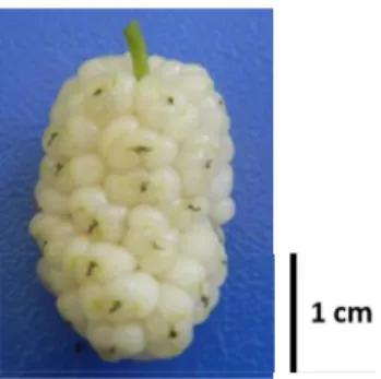 Figure 2. Fruit of black mulberry (Morus nigra L., clone “Kara”).