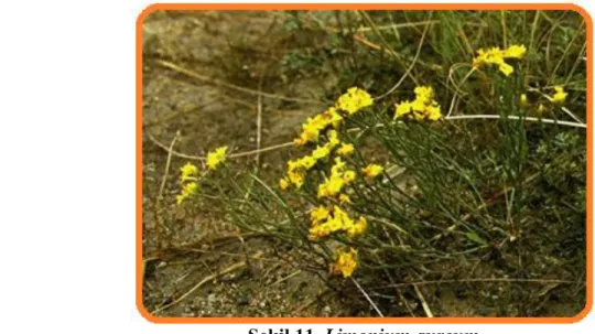 Şekil 11. Limonium aureum  4.6. Erken filizlenen ve gelişme dönemi uzun bitkiler 