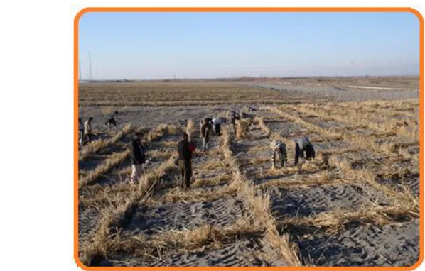 Şekil 5.  Iğdır-Aralık rüzgar erozyon sahasında saman kontrol kutusu uygulaması 