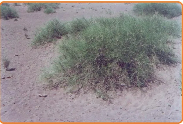 Şekil 2.  Ephedra distachya (Ebu cehil çalısı)