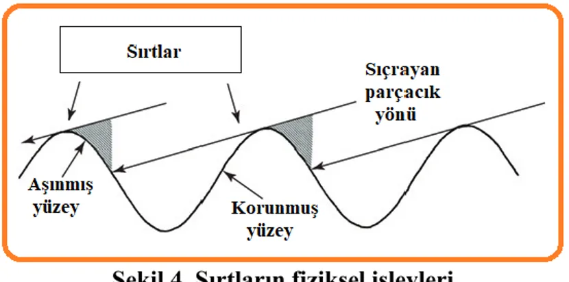 Şekil 4. Sırtların fiziksel işlevleri 