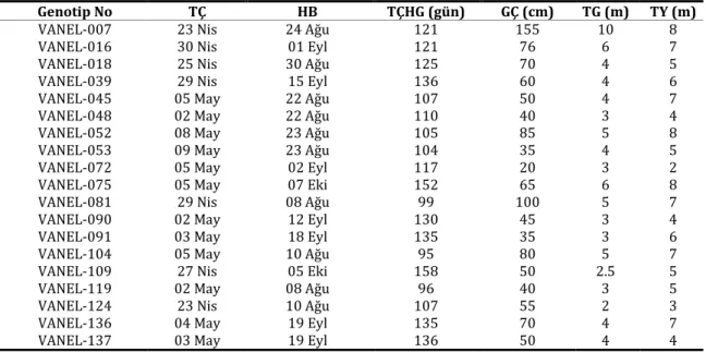 Çizelge 3. Genotiplerinin bazı fenolojik ve morfolojik özellikleri 