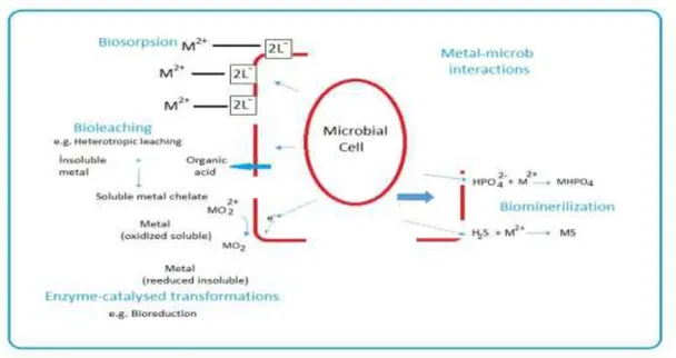 Figure 1:-  Metal-microorganism interaction mechanisms [15]. 