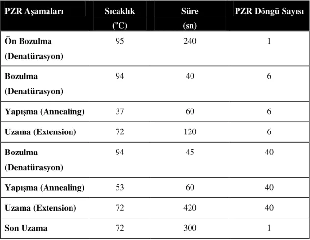 Tablo 2.5. Analizlerde Kulanılan ISSR Primerleri İçin PZR Döngüleri  PZR Aşamaları  Sıcaklık   ( o C)  Süre  (sn)  PZR Döngü Sayısı  Ön Bozulma  (Denatürasyon)  95  240  1  Bozulma  (Denatürasyon)  94  40  6  Yapışma (Annealing)  37  60  6  Uzama (Extensio