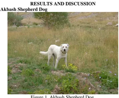 Figure 1. Akbash Shepherd Dog. 