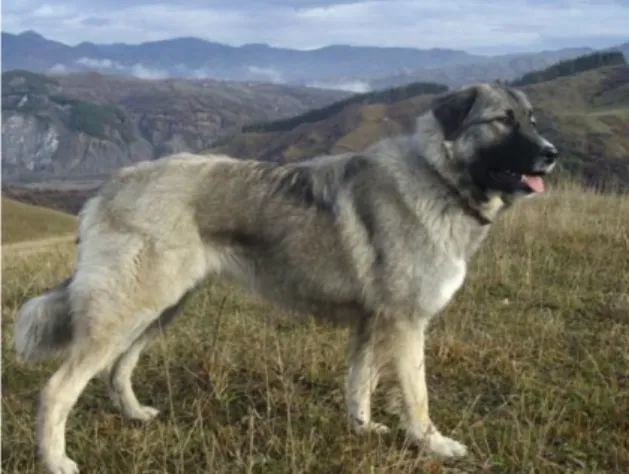 Figure 2. Bucovina Shepherd Dog. 