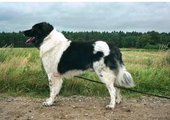 Figure 3. Bulgarian Shepherd Dog. 