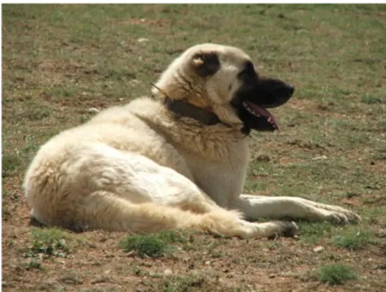 Figure 6. Kangal (Karabash) Shepherd Dog. 