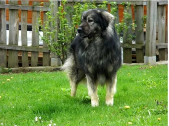 Figure 9. Karst Shepherd Dog. 