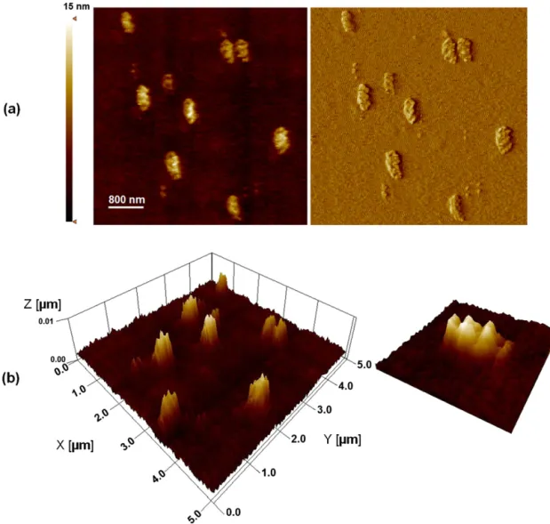 Fig. 10. AFM image (5.0 ␮m × 5.0 ␮m) of one-layer mixed LB ﬁlm of MC540/ODA (a) and 3D-AFM images (b).