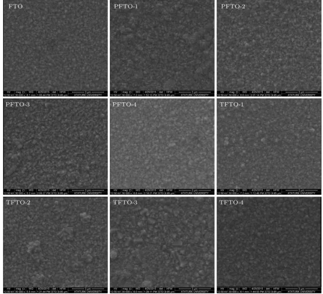 Fig. 5. SEM images of Pr- and Ta-doped FTO films.
