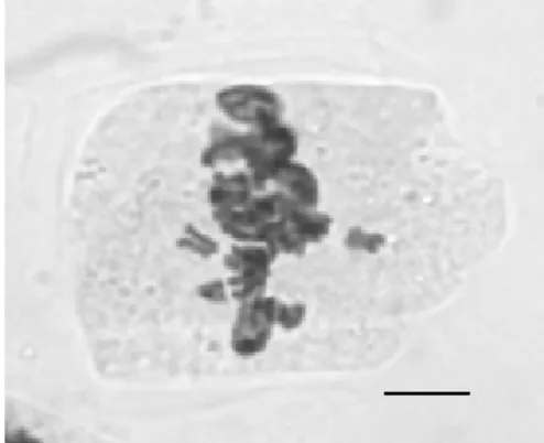 Fig. 4. Chromosome aberrations in the root tip cells of Lens culinaris Medic seeds caused by electromagnetic waves emitted from mobile phones (scale bars: 10 µm).