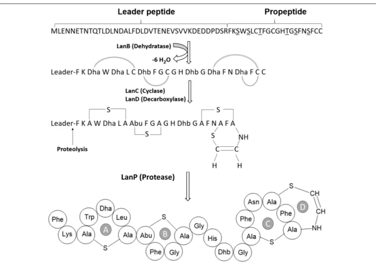 FIGURE 3 | Proposed posttranslational modifications and structure of paraplantaricin TC318