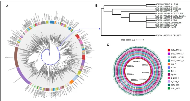 FIGURE 1 | Phylogenetic relationship and genomic-based comparison between Lactobacillus paraplantarum OSY-TC318 and closely related genomes