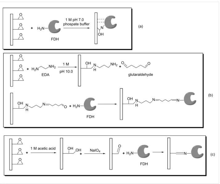 Figure 1: The immobilization scheme of FDH onto Immobead 150 and modified Immobead 150 supports.