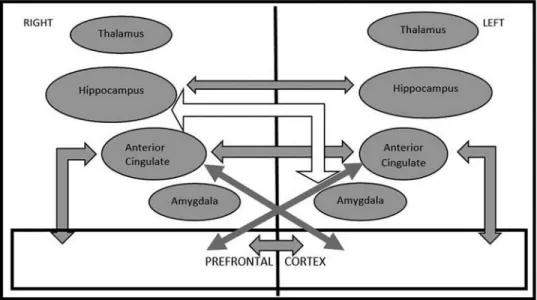 Figure 2. Statistically significant correlations between regions of interest volumes in the control group (gray and black arrows demonstrate positive and empty arrows demonstrate negative correlation).