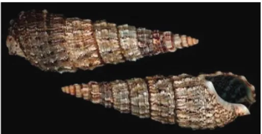 Figure 1: Typical photos of shells of Cerithium vulgatum Brugui`ere, 1792, Mediterranean [ 30 ].