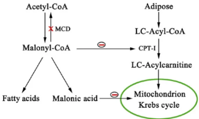 Figure 1. Pathways of malonyl-CoA and effects on fatty acid metabolism and Krebs cycle.