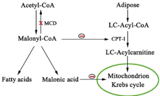 Figure 1. Pathways of malonyl-CoA and effects on fatty acid metabolism and Krebs cycle.