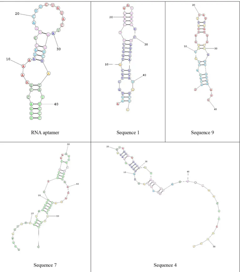 Fig. 5. The RNA structure-predicted secondary structures of RNA aptamer to PSMA and RNA sequences of RPINBASE.
