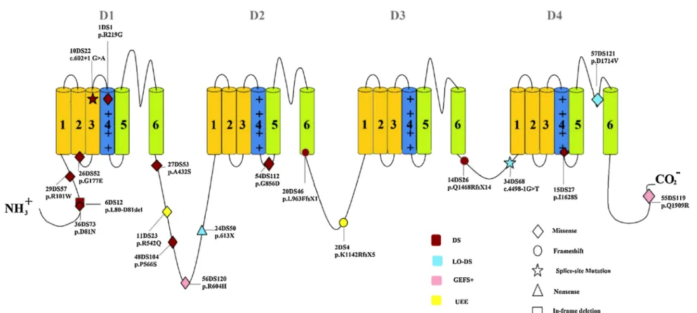 Fig. 1. Distribution of the identiﬁed mutations on Na v 1.1. a 1 subunit. The voltage sensor domain (S4) is shown in blue and pore-forming units (S5 and S6) are shown in green
