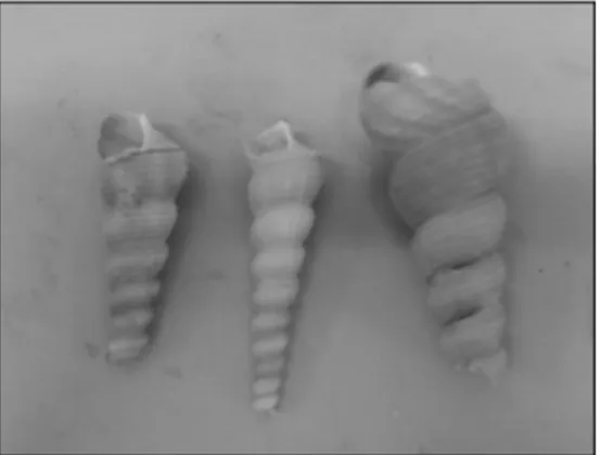 Fig. 1. Turritella terebra sea snail. 