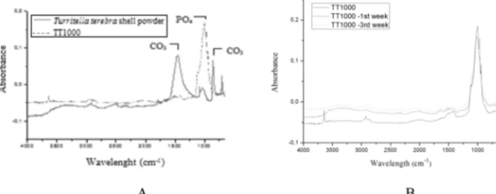 Fig. 6. A) FT-IR spectra of before and after heat treatment of the Turritella terebra shell powder B) TT1000: before and after being soaked in SBF.