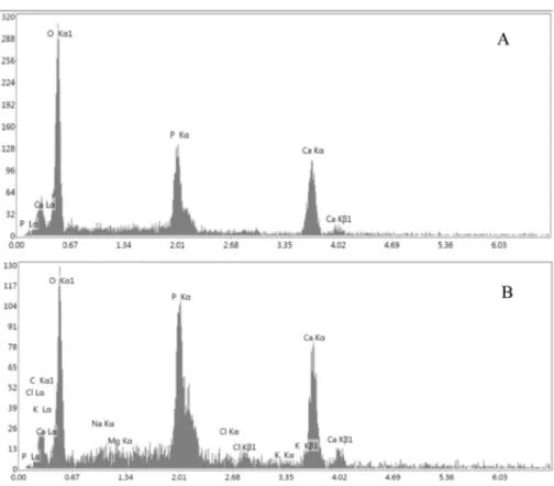 Fig. 11. A) EDX spectra of TT1000 B) TT1000 after being soaked into SBF for three weeks.