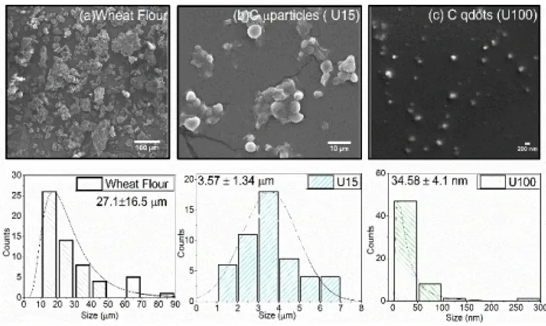 Figure 2. SEM analysis The SEM micrographs of (a) wheat flour (unpro- (unpro-cessed), (b) C mparticles and (c) C qdots formed respectively after 15 min and 100 min of ultrasonication at 50 kHz