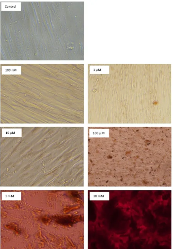 Figure 2. Light microscopy photographs that were taken after a 48-h incubation with different concentrations of compound ( 3 ).
