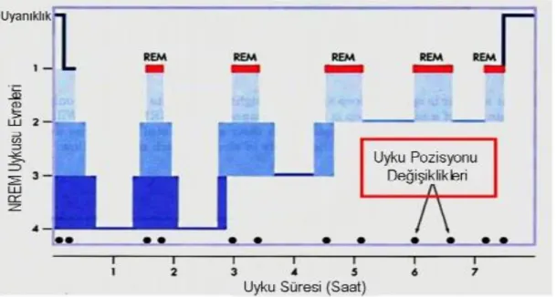 Şekil 2.1. Uykunun Evreleri Grafiği. 