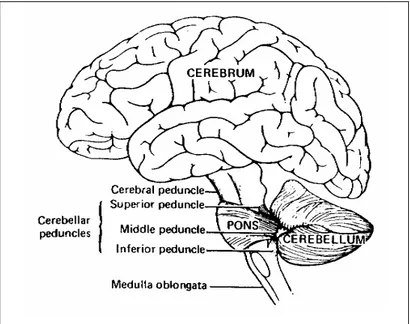 Şekil 3. Cerebellum (Beyincik, Küçük Beyin) 