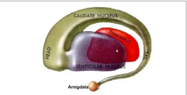 Şekil 4.  Bazal  gangliyonlardan  Kaudat  nukleus  (baş,  gövde  ve  kuyruk  kısmı), 