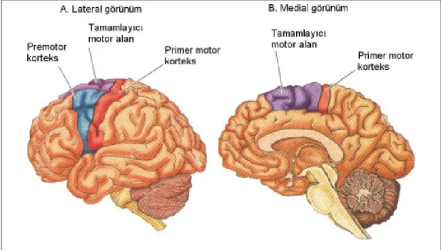 Şekil 6.  Beynin  A)  Lateral,  B)  Medyal  görüntüsü.  Primer  ve  premotor  (premotor 