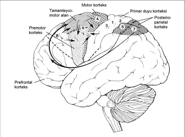 Şekil 7.  Beyindeki  motor  alanlar  ve  bağlantıları.  Kortiko-kortikal  bağlantılar, 