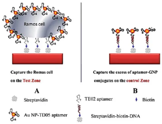 Figure 0.6 Scheme of the detection of Ramos cells on aptamer-nanoparticle strip biosensor  (a) Capturing Au-NP-aptamer-Ramos cells on the test zone through specific aptamer-cell 