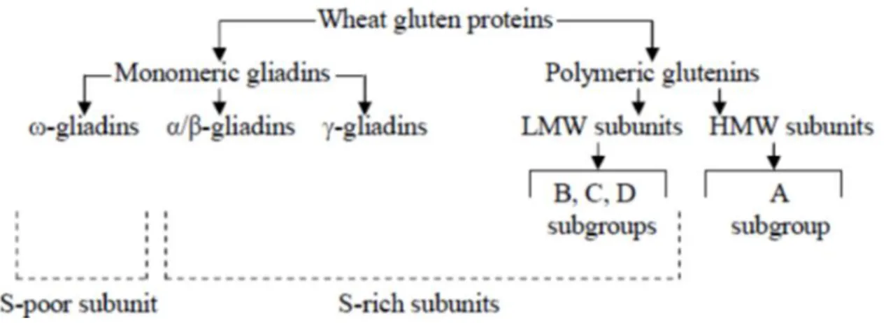 Figure 0.12 Classification of gluten proteins. Adapted from [94]. 