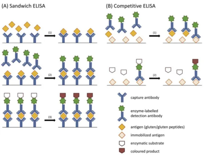 Figure 0.14 Principles of ELISA. A: sandwich ELISA, B: competitive ELISA. For  explanation of the different steps [105]